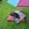 Folto ❤ kleine Kämpferin sucht Für-Immer-Zuhause