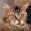 LUIS, sucht ein ruhiges Zuhause