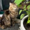 LUIS, sucht ein ruhiges Zuhause