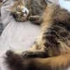 LUIS, sucht ein ruhiges Zuhause
