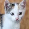 Katzenkind Zuri