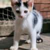 Katzenkind Zoey