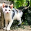 Katzenkind Zoey