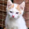 Katzenkind Zack