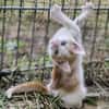 Katzenkind Zack