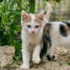 Katzenkind Zack