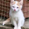 Katzenkind Zack