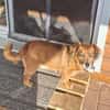 Ricki / Pici sucht Paten