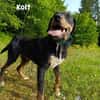 Kolt - Jagdterrier Mix