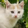 Katzenkind Zimti