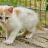 Katzenkind Zimti