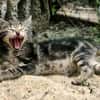 Katzenkind Mücke