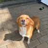 Herzenshund EMILIO 💙 sucht sein Für-immer-Zuhause