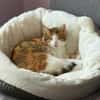 Neyla sucht ein liebevolles Zuhause