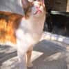 Neyla sucht ein liebevolles Zuhause
