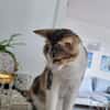 Liebe, junge Katze Lulu