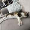 Liebe, junge Katze Lulu