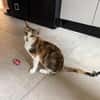 Liebe, junge Katze Lulu