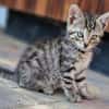 Katzenkind Floh