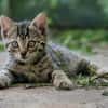 Katzenkind Floh