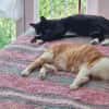 Liebe Katzen-Senioren Amy & Micky