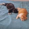 Liebe Katzen-Senioren Amy & Micky