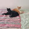 Liebe Katzen-Senioren Amy & Micky