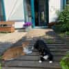 Liebe Katzen-Senioren Amy & Micky