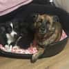 MARTI - liebevoller, sanfter Hundemann