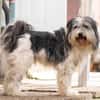 HAGRID, Mix, geb. 03/2019