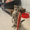 Maïa
