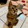 Basil [Chaton]