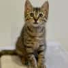Basil [Chaton]