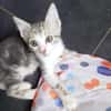 BENNY (bb Bliss)