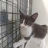 PAUL
