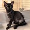 Spirou [Chaton]