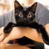 Fantasia [Chaton]