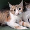 Picotine