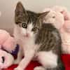Chatounette (En cours d'adoption)