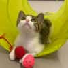 Chatounette (En cours d'adoption)