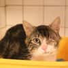 MILOW HAB17666