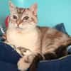 MIAOUCHA
