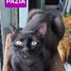 PAZIA ET BLYRA À ADOPTER ENSEMBLE