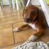 LYSSIA , chiot femelle Berger Créole  La mignonne !