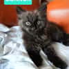 CONNOR ADOPTABLE AVEC UN CHAT DÉJÀ PRÉSENT CHEZ VOUS