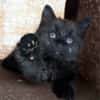 CONNOR ADOPTABLE AVEC UN CHAT DÉJÀ PRÉSENT CHEZ VOUS