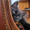 CONNOR ADOPTABLE AVEC UN CHAT DÉJÀ PRÉSENT CHEZ VOUS