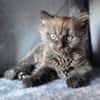 CONNOR ADOPTABLE AVEC UN CHAT DÉJÀ PRÉSENT CHEZ VOUS