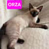 ORZA A ADOPTER EN DUO OU SEUL SI DÉJÀ UN CHAT PRÉSENT CHEZ VOUS