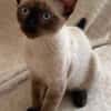 ORZA A ADOPTER EN DUO OU SEUL SI DÉJÀ UN CHAT PRÉSENT CHEZ VOUS